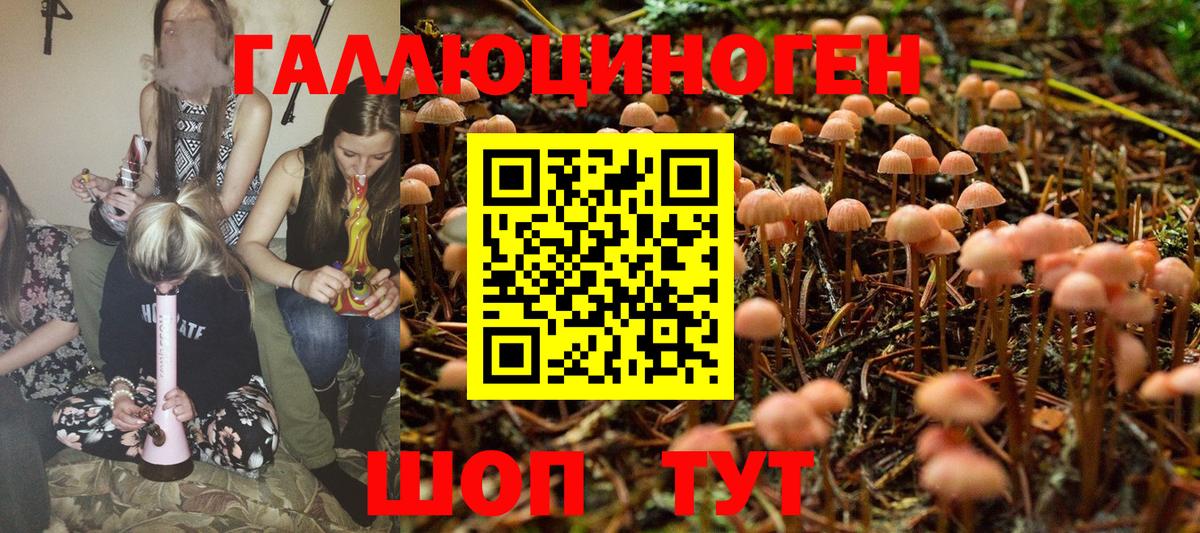 Галлюциногенные грибы Psilocybe Тайшет